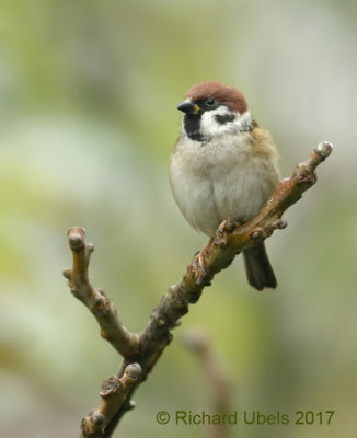 Ringmus - Eurasian Tree Sparrow - Passer montanus