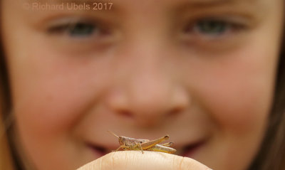 Locusts and Crickets