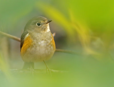 Blauwstaart - Red-flanked Bluetail 