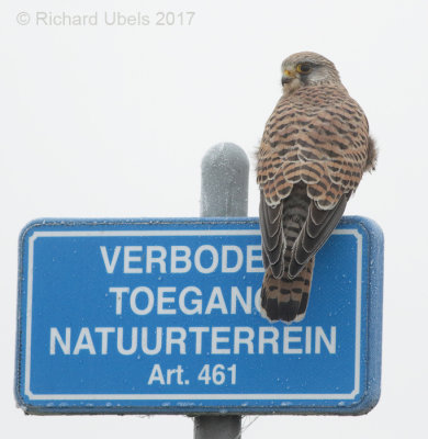 Torenvalk - Common Kestrel