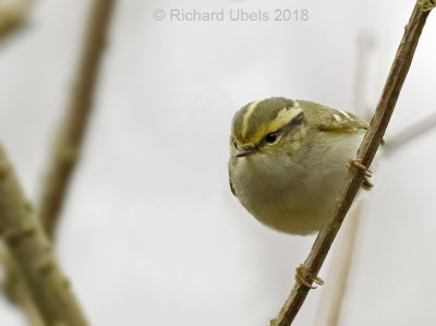 Pallas' boszanger - Pallas's Leaf Warbler