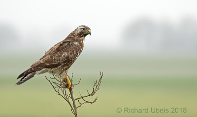 Buizerd - Common Buzzard