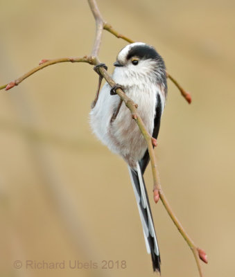 Staartmees - Long-tailed Tit - Aegithalos caudatus