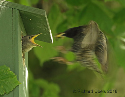 Spreeuw - Common Starling - Sturnus vulgaris