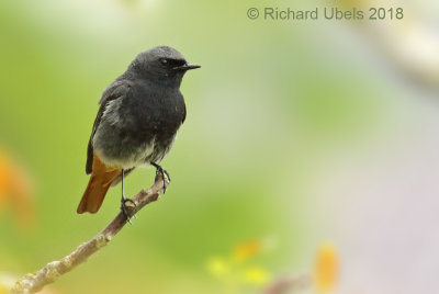 Zwarte Roodstaart - Black Redstart 