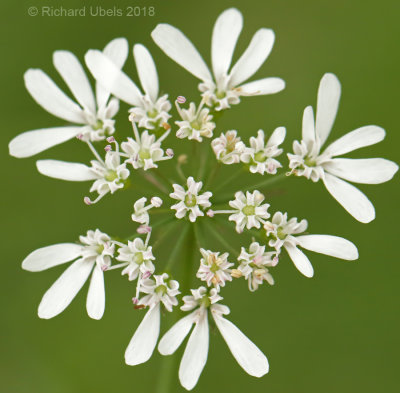 Koriander - Coriander - Coriandrum sativum