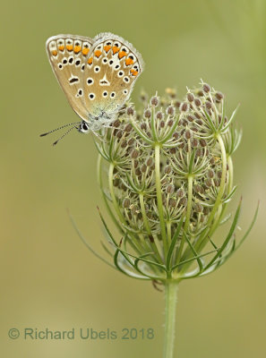 Icarusblauwtje - Common Blue Accepted - Polyommatus icarus.jpg