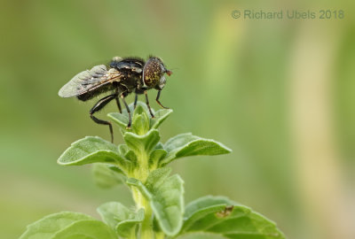Weidevlekoog - Syrphid Fly - Eristalinus sepulchralis