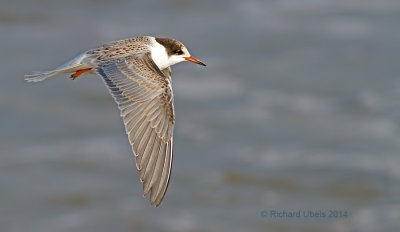 Visdief - Common Tern