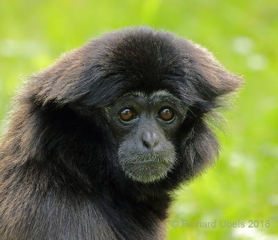 Gibbon 