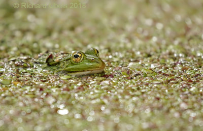 Amphibians