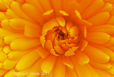 Goudsbloem - Marigold - Calendula officinalis