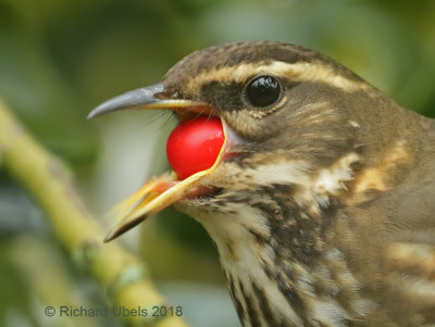 Koperwiek - Redwing - Turdus iliacus