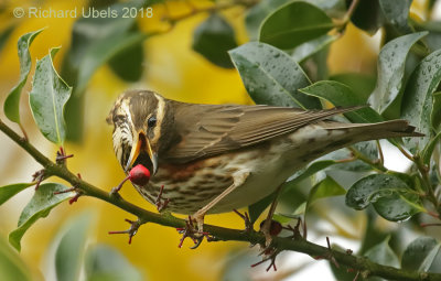 Koperwiek - Redwing - Turdus iliacus