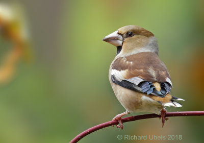 Appelvink - Hawfinch - Coccothraustes coccothraustes