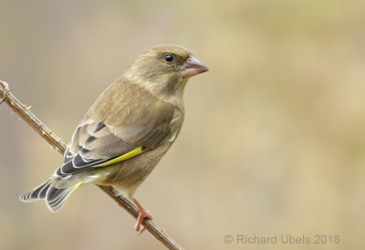 Groenling - European Greenfinch