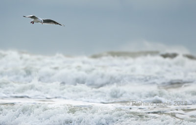 Kokmeeuw - Black-headed Gull - Chroicocephalus ridibundus