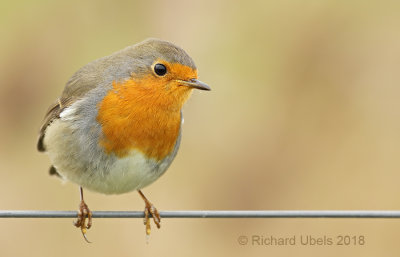 Roodborst - European Robin