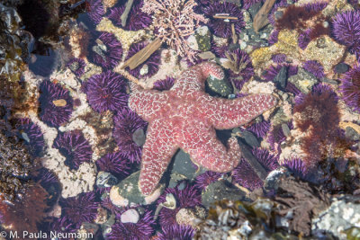 Star fish and purple urchins