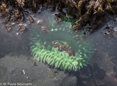 Green anenome in tide pools