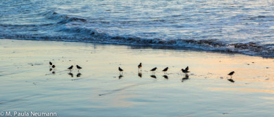 Shorebirds in the surf