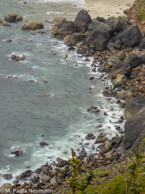 Sea lions on the beach