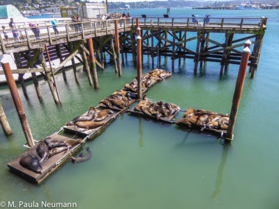 Sea Lions in Newport