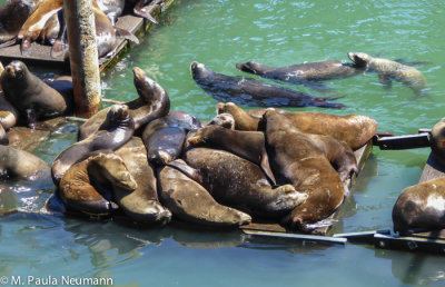 Sea Lions in Newport