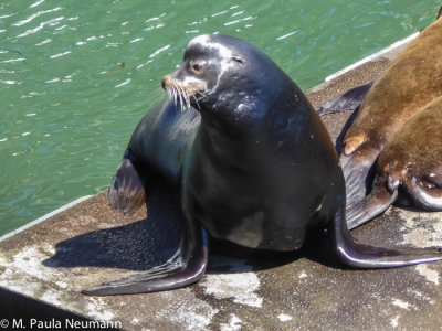 Sea Lion