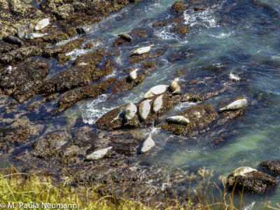Harbor Seals