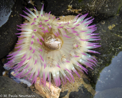 Anenome in tide pools