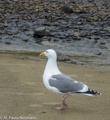 Seagull