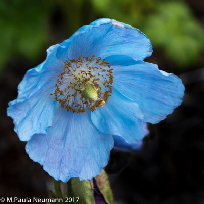 Blue poppy
