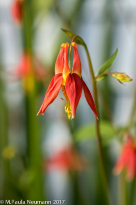 Wild columbine