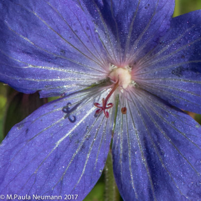 Wild geranium