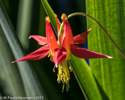 Wild columbine