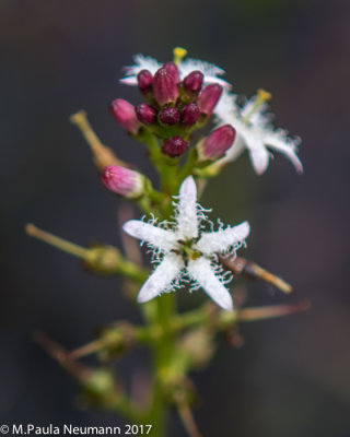 Bog bean