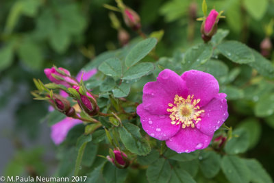 Wild rose