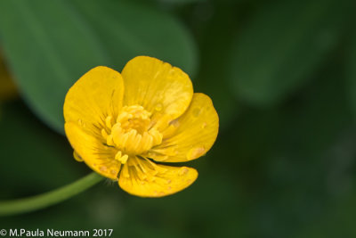 Buttercup