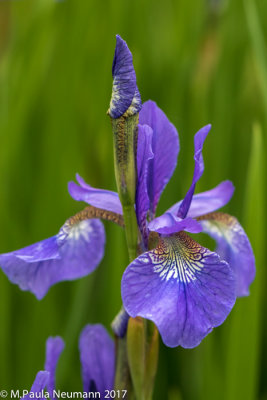 Purple iris