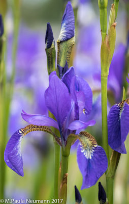 Purple iris