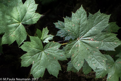 devil's claw leaves