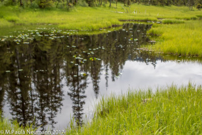 reflections