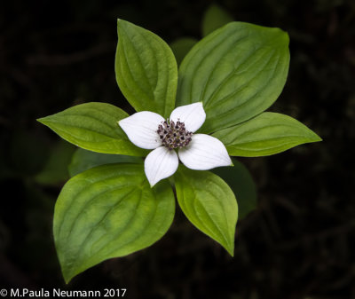 dwarf dogwood
