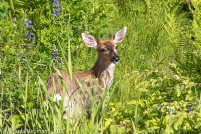 deer