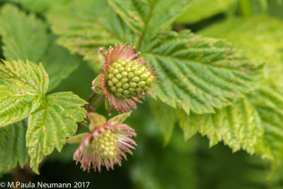 Salmon berries