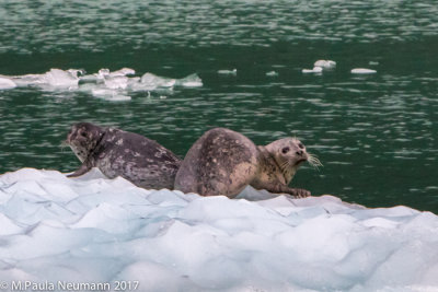 harbor seals