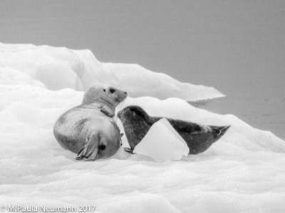 harbor seals