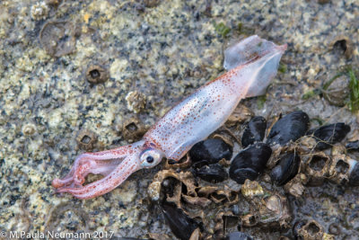 squid