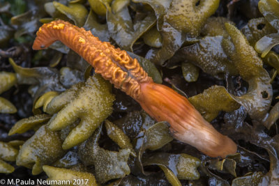 pencil tube worm